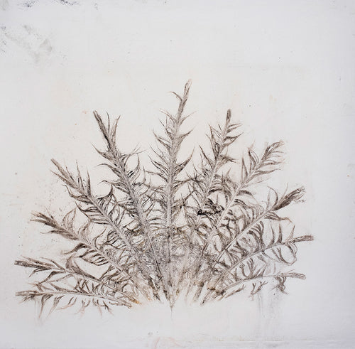 Original botanisk kunsttryk af fasan fjer i mørke brune toner. 49x49 cm.