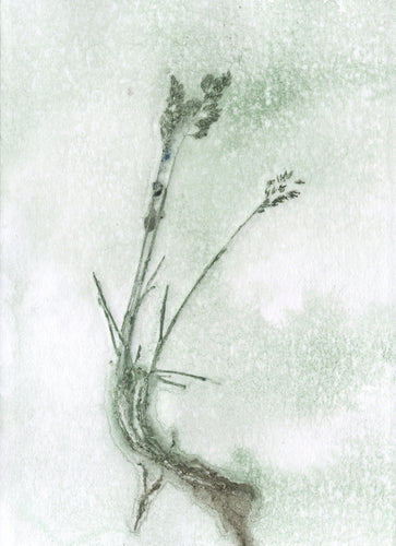 Foldekort med botanisk kunsttryk.