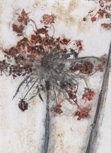Foldekort med botanisk kunsttryk.