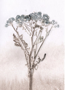 Foldekort med botanisk kunsttryk.