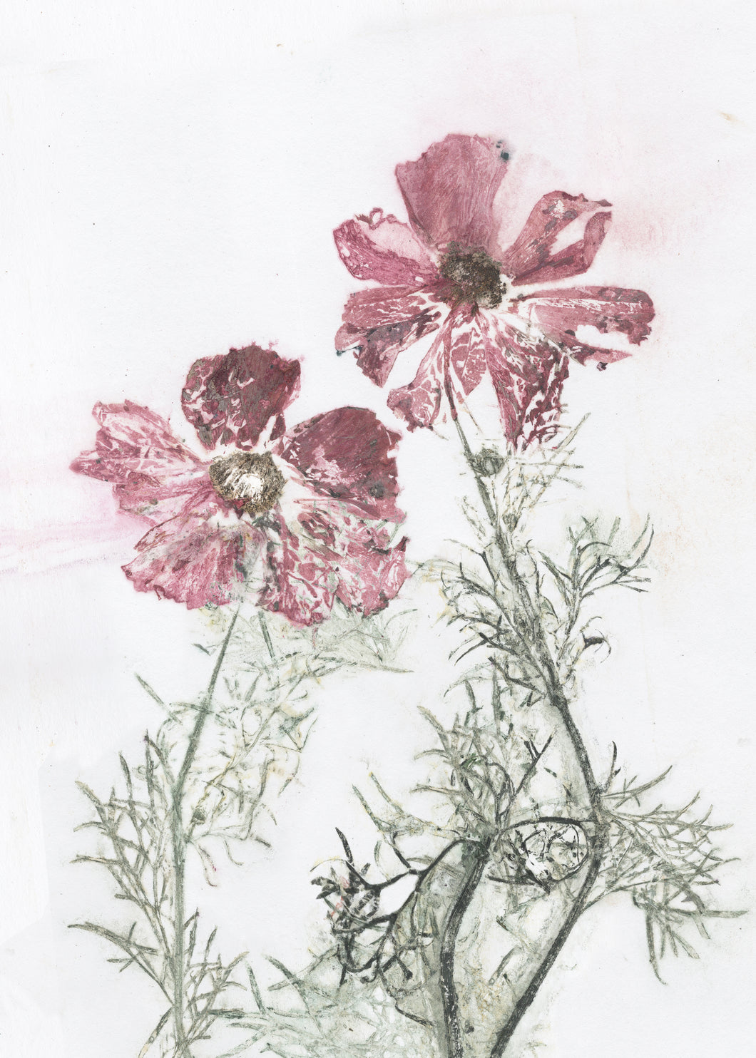 #9 Postkort  Botanisk kunsttryk