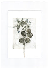 Indlæs billede til gallerivisning Original botanisk kunsttryk af hortensia i sorte og blå toner. 42x59,4 cm.