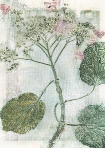 Original botanisk kunsttryk af hortensia i grøn, blå og pink toner. 29,7x42 cm.