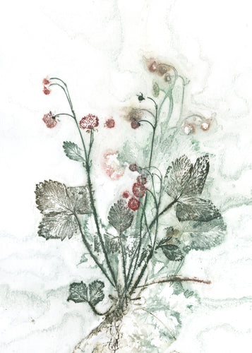 #4 Plakat A3 Botanisk kunsttryk - Skov jordbær