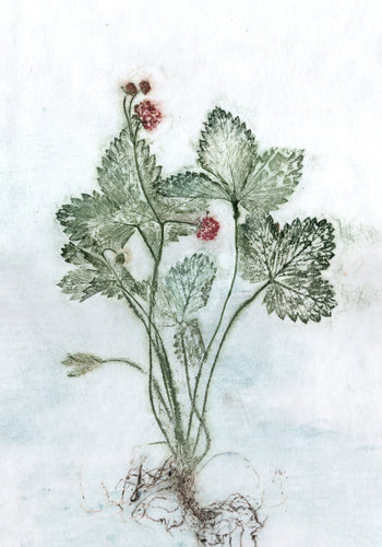 #4 Plakat A4 Botanisk kunsttryk - Skov jordbær