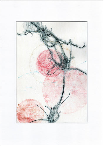 Original botanisk kunsttryk af klematis. Blå og pink toner. 29,7x42 cm.