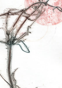 Original botanisk kunsttryk af klematis. Blå og rosa toner. 29,7x42 cm.
