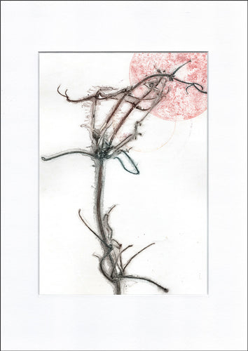 Original botanisk kunsttryk af klematis. Blå og rosa toner. 29,7x42 cm.