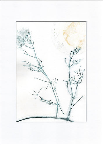 Original botanisk kunsttryk af klematis. Blå og gule toner. 29,7x42 cm.