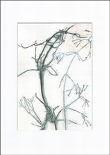 Indlæs billede til gallerivisning Original botanisk kunsttryk af klematis. Blå og gule toner. 29,7x42 cm.
