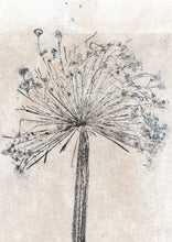 Indlæs billede til gallerivisning Original botanisk kunsttryk af Prydløg. Sort; Blå og sand toner. 29,7x42 cm.