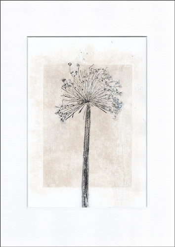 Original botanisk kunsttryk af Prydløg. Sort; Blå og sand toner. 29,7x42 cm.