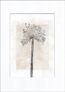 Original botanisk kunsttryk af Prydløg. Sort; Blå og sand toner. 29,7x42 cm.