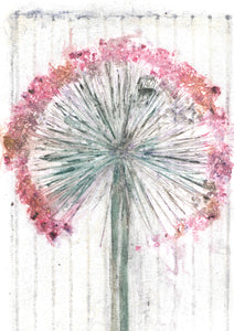 Original botanisk kunsttryk af prydløg i pink og grå toner. 21x29,7 cm.