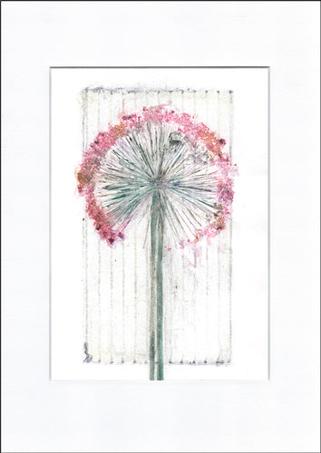 Original botanisk kunsttryk af prydløg i pink og grå toner. 21x29,7 cm.