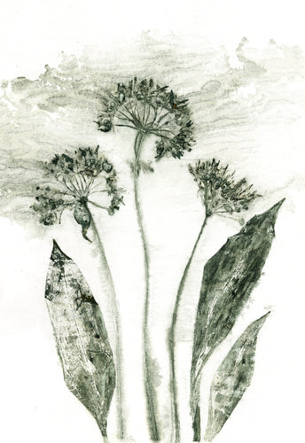 #4 Plakat A4 Botanisk kunsttryk - Ramsløg