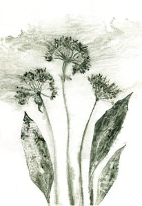 #4 Plakat A4 Botanisk kunsttryk - Ramsløg