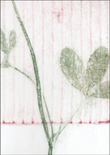 Indlæs billede til gallerivisning Original botanisk kunsttryk af rødkløver. Pink og grønne toner. 29,7x42 cm.