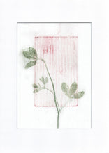 Indlæs billede til gallerivisning Original botanisk kunsttryk af rødkløver. Pink og grønne toner. 29,7x42 cm.