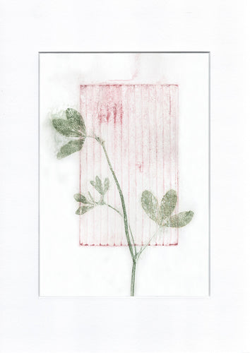 Original botanisk kunsttryk af rødkløver. Pink og grønne toner. 29,7x42 cm.