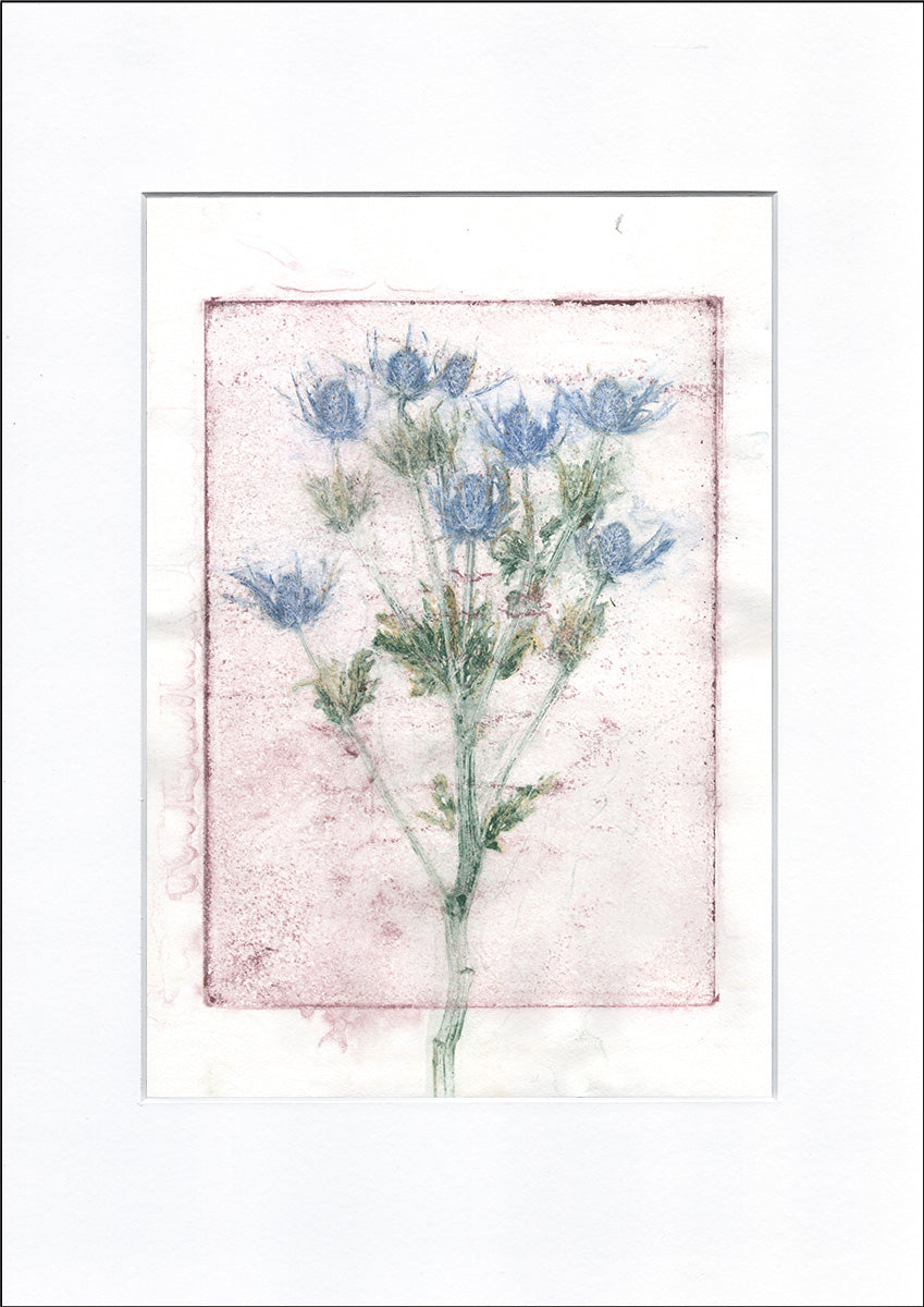 Original botanisk kunsttryk af tidsel i rosa, blå og grønne toner. 42x59,4 cm.