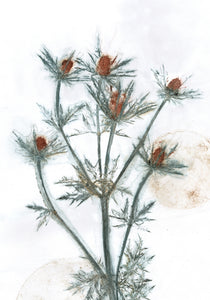 #5 Plakat A4 Botanisk kunsttryk - Mandstro