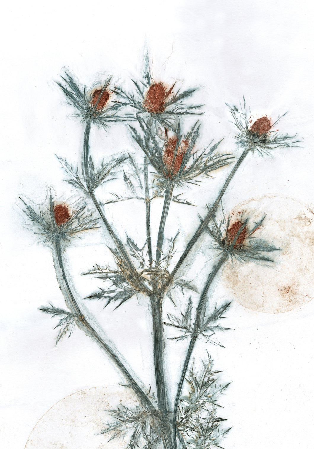 #5 Plakat A4 Botanisk kunsttryk - Mandstro
