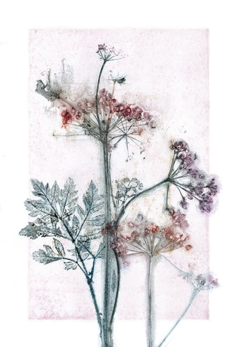 #12 Postkort  Botanisk kunsttryk