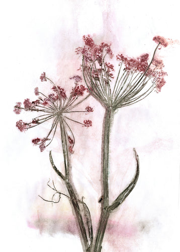 #5 Plakat A3 Botanisk kunsttryk -  Fennikel