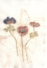 Indlæs billede til gallerivisning Original botanisk kunsttryk af franske anemoner i røde, grønne og brune toner. 29,7x42 cm.