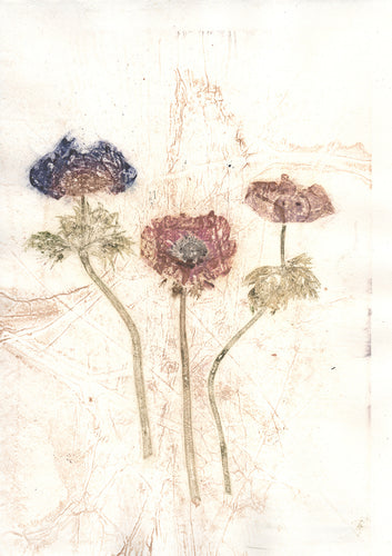 Original botanisk kunsttryk af franske anemoner i røde, grønne og brune toner. 29,7x42 cm.