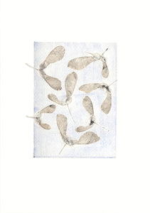 Original botanisk kunsttryk ahorn lyseblå. 21x29,7 cm.