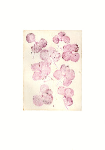 Original botanisk kunsttryk Hortensia rosa. 21x29,7 cm.