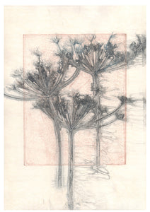 Original botanisk kunsttryk af kæmpe skærmblomster i rustne og sorte toner. 29,7x42 cm.