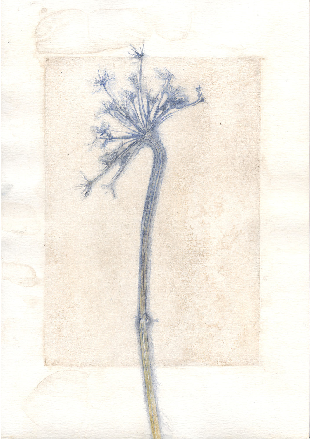 Original botanisk kunsttryk af skærmblomst i okker og turkise toner. 42x59,4 cm.
