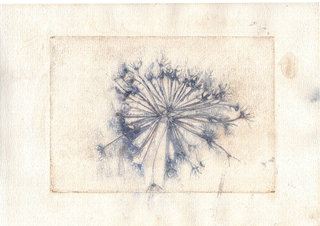 Original botanisk kunsttryk af skærmblomst i okker og blå toner. 29,7x42 cm.