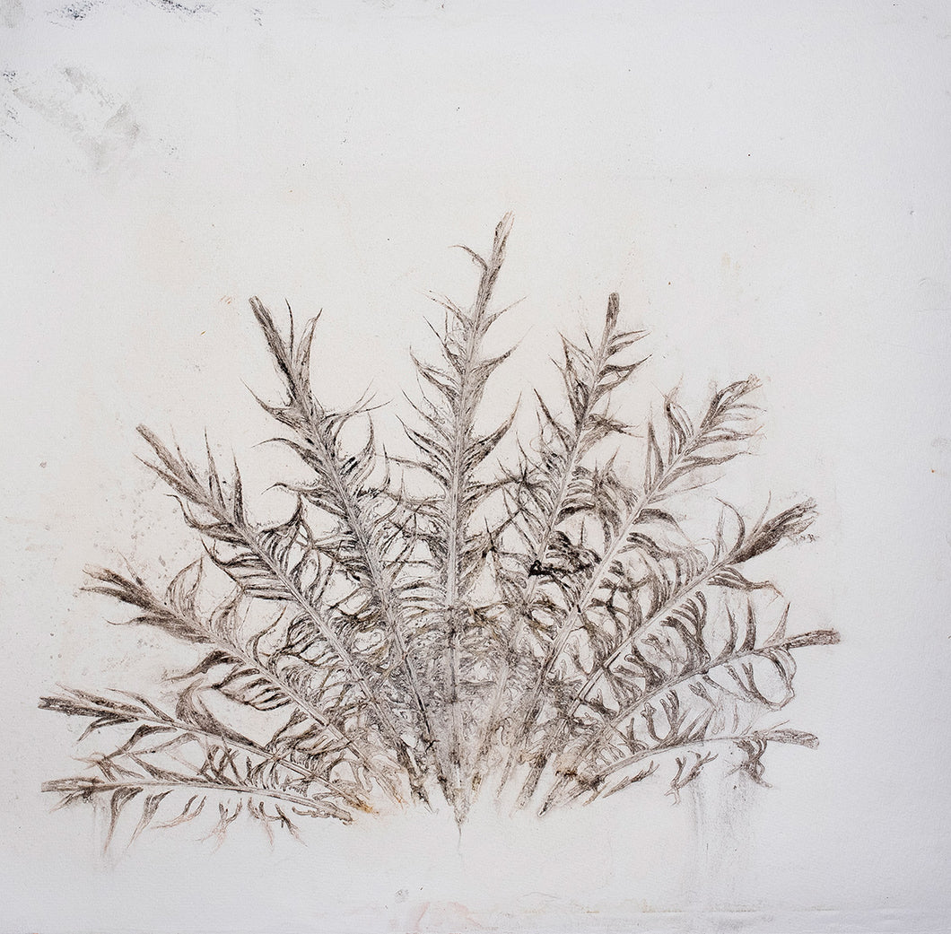 Original botanisk kunsttryk af fasan fjer i mørke brune toner. 49x49 cm.