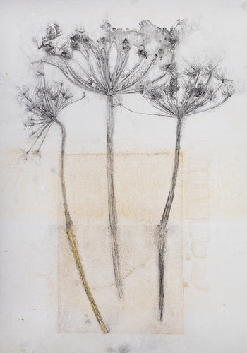 Original botanisk kunsttryk af kæmpe skærmblomster i okker og sorte toner. 42x59,4 cm.