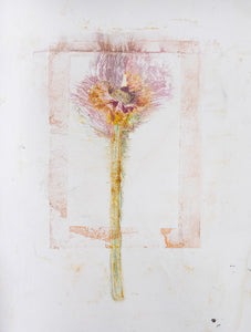 Original botanisk kunsttryk af fransk anemone i gyldne toner. 42x59,4 cm