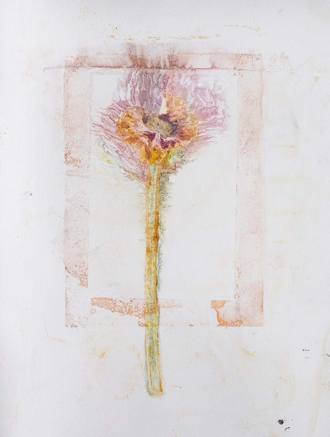 Original botanisk kunsttryk af fransk anemone i gyldne toner. 42x59,4 cm