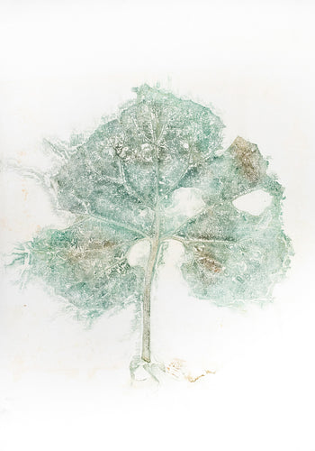 Original botanisk kunsttryk af stort blad i grønne toner. 42 x 59,4 cm.