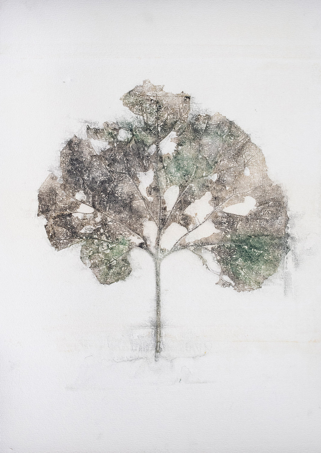 Original botanisk kunsttryk af stort blad i grønne og grå toner. 42 x 59,4 cm.