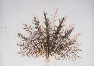 Original botanisk kunsttryk af fasan fjer i brune toner. 42x59,4 cm.