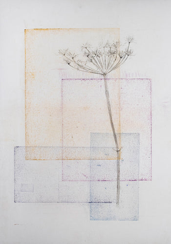 Original botanisk kunsttryk af skærmblomst og firkanter i okker, blå og rosa toner. 42x59,4 cm.