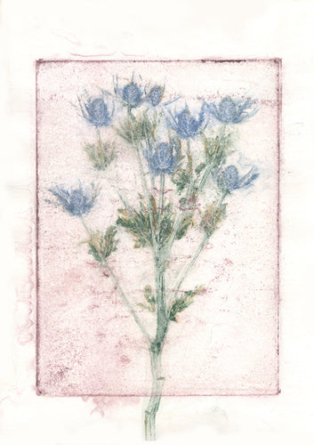 Original botanisk kunsttryk af tidsel rosa, blå og grønne toner. 42 x 59,4 cm.