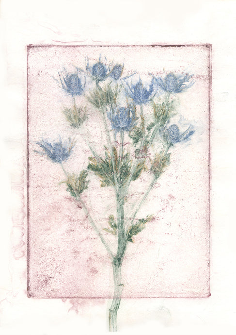 Original botanisk kunsttryk af tidsel rosa, blå og grønne toner. 29,7 x 42 cm.