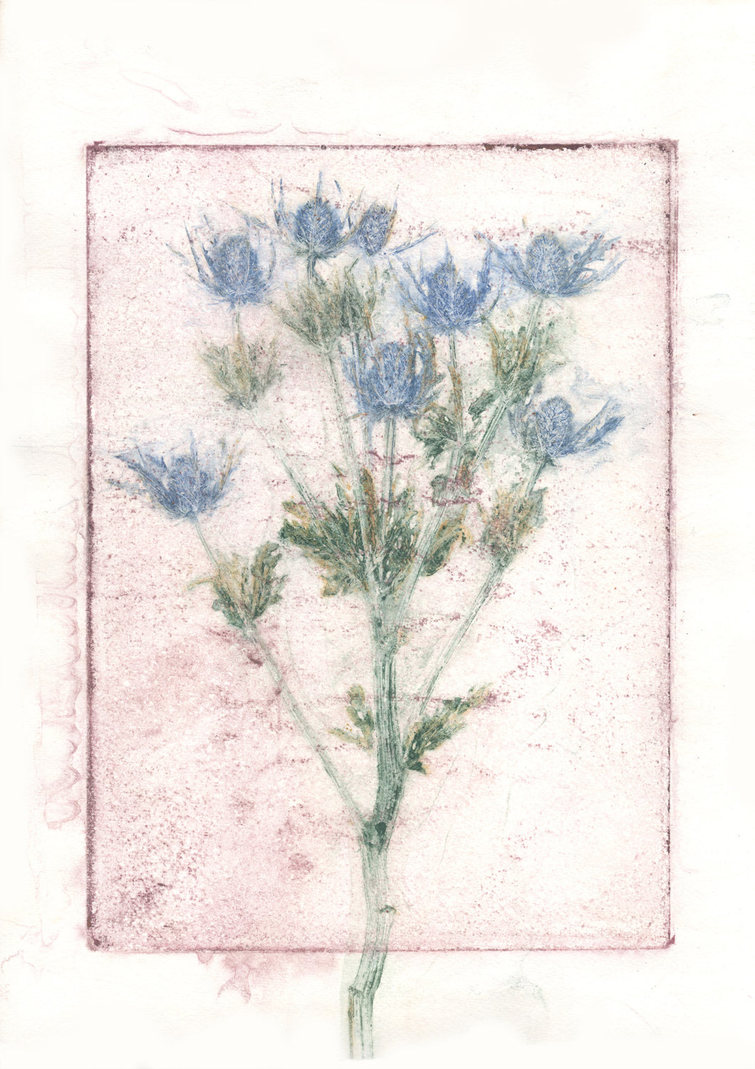 Original botanisk kunsttryk af tidsel rosa, blå og grønne toner. 42 x 59,4 cm.