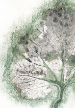 Indlæs billede til gallerivisning Original botanisk kunsttryk af blad i grønne og grå toner. 21x29,7 cm.
