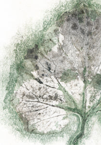 Original botanisk kunsttryk af blad i grønne og grå toner. 21x29,7 cm.