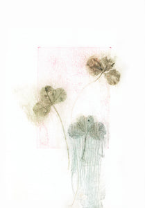 Original botanisk kunsttryk af kløver grøn og rosa toner. 21x29,7 cm.